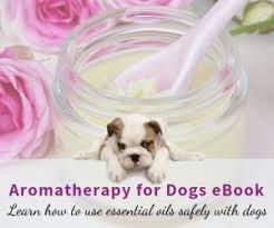 However, when a dog dies actively, it will present signs of extreme fatigue. Bladder Cancer In Dogs Symptoms Causes And Treatment