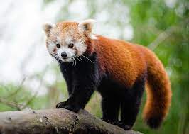 Sikkim animals name chart : Sikkim Explore The Land Of The Glorious Red Panda
