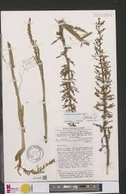 Image result for Renealmia africana