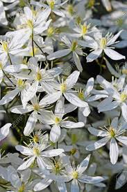 Plants that fill a similar niche: Flowers Clematis Paniculata Lat Clematis Paniculata Numerous Stock Photo Picture And Royalty Free Image Image 68531626
