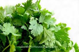 Wonder soil premium cactus & succulent soil mix. Growing Cilantro Indoors How To Grow Cilantro Plant