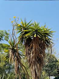 Image result for yucca gigantea en casa
