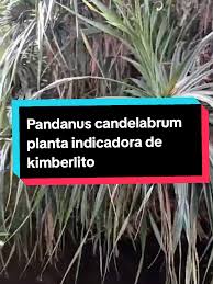 Image result for Pandanus candelabrum