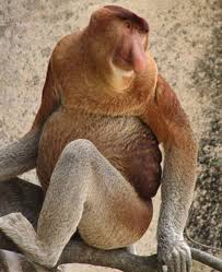 Flora dan fauna sama seperti anak anjing,. Nama Latin Dan Inggris 100 Hewan Fauna Indonesia Alamendah S Blog