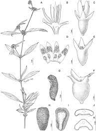 Step 2 blend strawberries and tequila in a blender until fully pureed; Integrative Taxonomic Analyses Sheds Light On Three Historically Disputed American Spermacoce Species And A Key To The American Species Of Spermacoce Spermacoceae Rubiaceae
