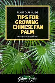 Pin On Florida Gardening