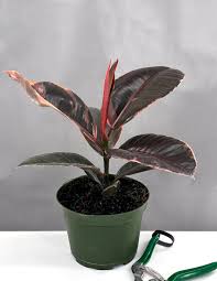 Image result for Ficus elastica