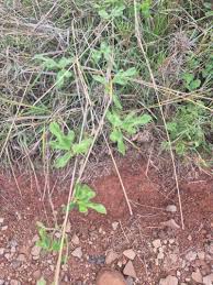 Image result for Vigna frutescens