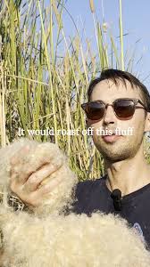 Cattail's many food uses., Full video (YT channel in bio):  https://youtu.be/JfejgANAnuU, paleoforaging.com/typha-domingensis,  paleoforaging.com/typha-latifolia, paleoforaging.com/typha-spp, Note: the  ...