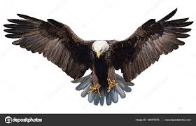 Download Bald Eagle Landing Hand Draw And Paint Color On White Stock Image Hande Zeichnen Adler Zeichnung Adler Rucken Tattoo