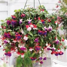 Check spelling or type a new query. Hanging Fuchsia Basket Hamburg Ny Florist Same Day Flower Delivery For Any Occasion