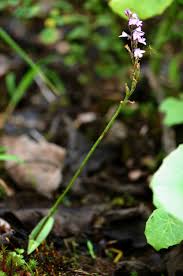 Image result for Cynorkis buchananii