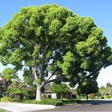 Camphor Laurel Tree Seeds Cinnamomum Camphora Under The Sun Seeds Tree Seeds Laurel Tree Cinnamomum Camphora