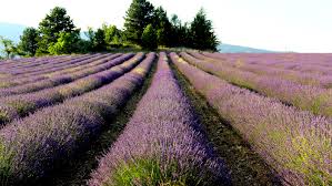Bonne humeur pour certains, concentration extrême pour les autres. La Plus Grande Fete De La Lavande Au Monde