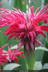 Image result for Monadenium herbaceum