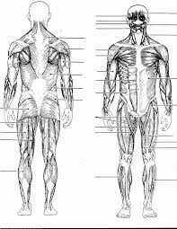 Muscle charts of the huma. Body Diagram No Labels Page 1 Line 17qq Com