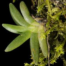 Image result for Bolusiella iridifolia