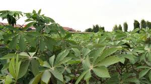 Check spelling or type a new query. Daun Singkong Mampu Membantu Mengobati Penyakit Mematikan Ini Tribun Jabar