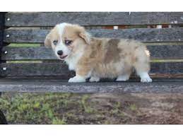 Maybe you would like to learn more about one of these? Sweet Male And Female Pembroke Welsh Corgi Puppies Pembroke Welsh Corgi Corgi Pembroke Welsh Corgi Puppies