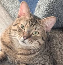 ‪Adoptable Cats - AARCS‬‏