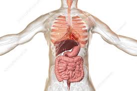 Image result for internal organs