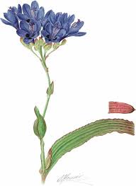 Image result for Stathmostelma pauciflorum