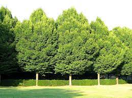 Pin On Deciduous Trees Shrubs Woody Perennials
