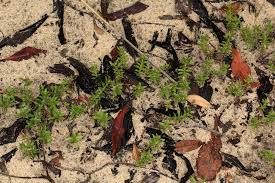 Image result for Bergia pentheriana