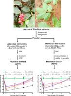 Image result for Paullinia pinnata