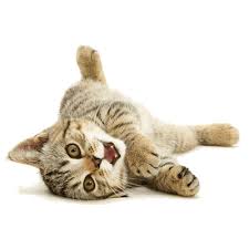 Cat Playing Back Cute Cats And Kittens Cute Animals Cute Cat