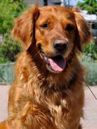 Our love affair with golden retrievers started in 1995, after we lost our first hunting dog, haley, of fifteen years, a springer spaniel of dubious lineage but a terrific hunting companion just the same. 10 Best Red Retriever Ideas Retriever Red Retriever Cute Dogs