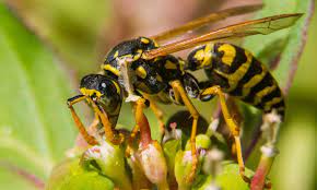 This wasp also commonly locates its nest. Yellow Jackets Are Not Your Friends Environmental Pest Management