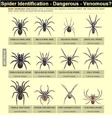 Spider Chart Lamasa Jasonkellyphoto Co