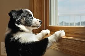 Sun control tint film for house windows / auto window high transparency heat rejection get best price. 4 Best Dog Proof Blinds Window Solutions To Stop Destruction