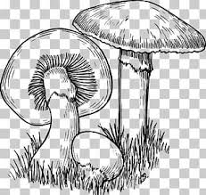 Facebook youtube pin interest instagram. Mushroom Hunting Psilocybe Azurescens Psilocybe Cyanescens Sporocarp Png Clipart Bed Imgur Lawn Medicinal Fungi Medicinal Mushroom Free Png Download