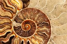 What IS Paleontology