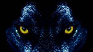A desktop wallpaper is highly customizable, and you can give yours a personal touch by adding your images (including your photos from a camera) or download beautiful pictures from the internet. Wolf Full Hd Hdtv Fhd 1080p Wallpapers Hd Desktop Backgrounds 1920x1080 Images And Pictures