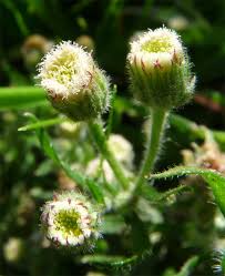 Image result for Erigeron bonariensis