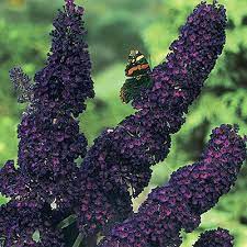 Pin By Deanna B On Back Yard Black Knight Butterfly Bush Butterfly Bush Dark Purple Flowers