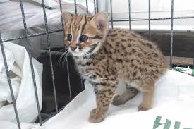 Kucing hutan terancam karena habitatnya yang terdegradasi, pemburuan liar, dan makanan yang terus berkurang. Warga Kembali Temukan Kucing Hutan Masuk Perkampungan Di Kediri Antara News