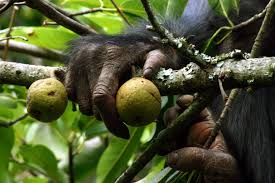 Image result for Ficus sansibarica