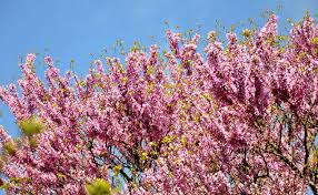 Petit arbuste au feuillage pourpre foncé et aux branches épineuses, très. Arbre De Judee Cercis Siliquastrum Plantation Entretien Culture Taille