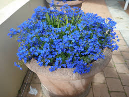 We offer all sorts of lawn services. Angus Stewart S Favourite Autumn To Winter Flowering Australian Natives Gardening With Angus