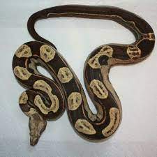 Pin By Mike Mike On Red Tailed Boa Red Tail Boa Reptiles And Amphibians Ball Python Morphs