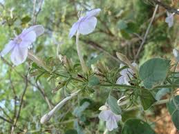 Image result for Barleria megalosiphon