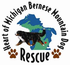 They're average guard dogs and can be quite it may be surprising to know, but adopting a bernese mountain dog puppy is possible. Pets For Adoption At Heart Of Michigan Bernese Mountain Dog Rescue In Decatur Mi Petfinder