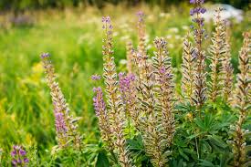 Small pleated leaflets grow in rings around a central. Lupine Poisoning In Dogs Symptoms Causes Diagnosis Treatment Recovery Management Cost