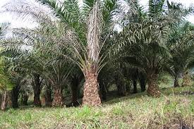 6) kesan aktiviti pelancongan ke atas persekitaran fizikal. Kesan Sosial Dan Alam Sekitar Terhadap Minyak Sawit Wikiwand