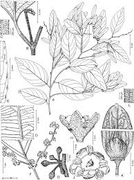 Image result for Ventilago