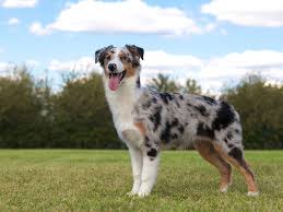 Can You Shave An Australian Shepherd | Tiktok